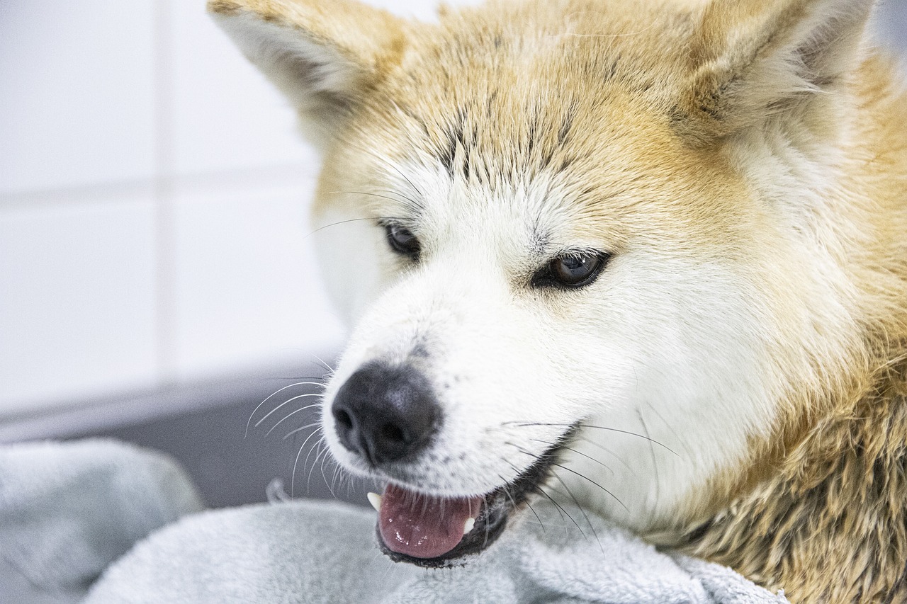 dog, bathing, shibu